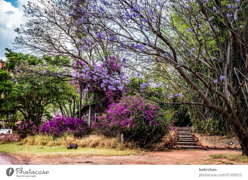 Magnificent Wild Quaint Plant Green Blossom blossom Flower Bamboo Waterberg Warmth Tree Africa Namibia Landscape Wanderlust Vacation & Travel Gorgeous Nature