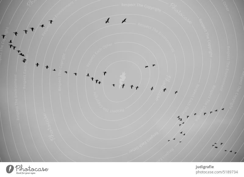 Geese in the sky geese Goose Bird birds Flying bird migration Migratory bird Flock Flight of the birds Flock of birds Sky Freedom Migratory birds