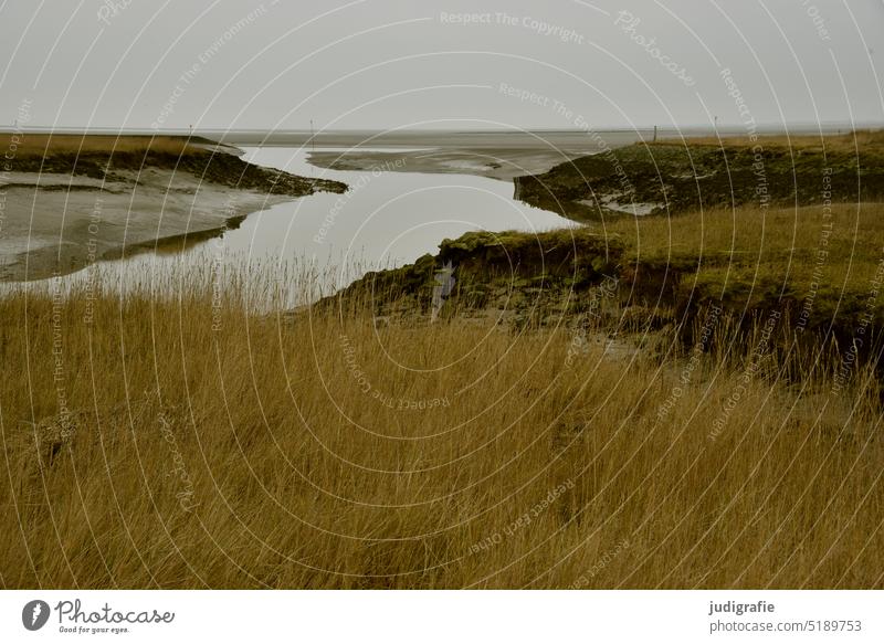 Langwarder Groden North Sea Ocean Water coast Nature Landscape marshland Mud flats Tideway Salt meadow Environment watt bird sanctuary North Sea coast