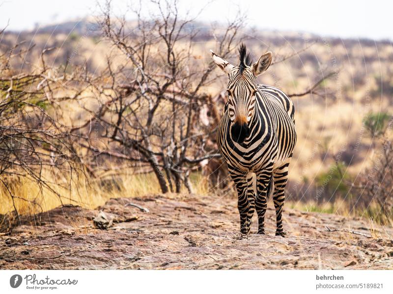 streaked Grass Environment Animal protection Love of animals Zebra crossing Impressive Adventure especially Freedom Nature Vacation & Travel Landscape Namibia