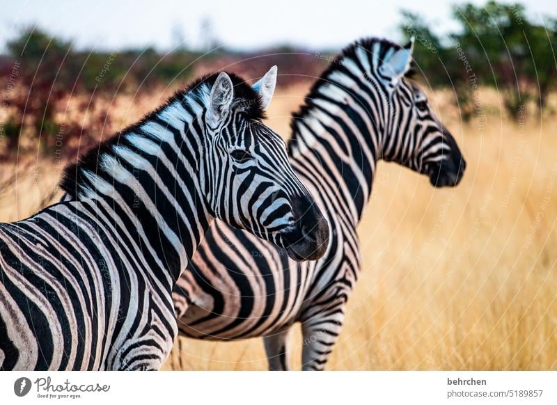 streaky etosha national park Etosha Etosha pan Exceptional Animal portrait Fantastic Wild animal Free Wilderness Zebra Safari travel Wanderlust Far-off places