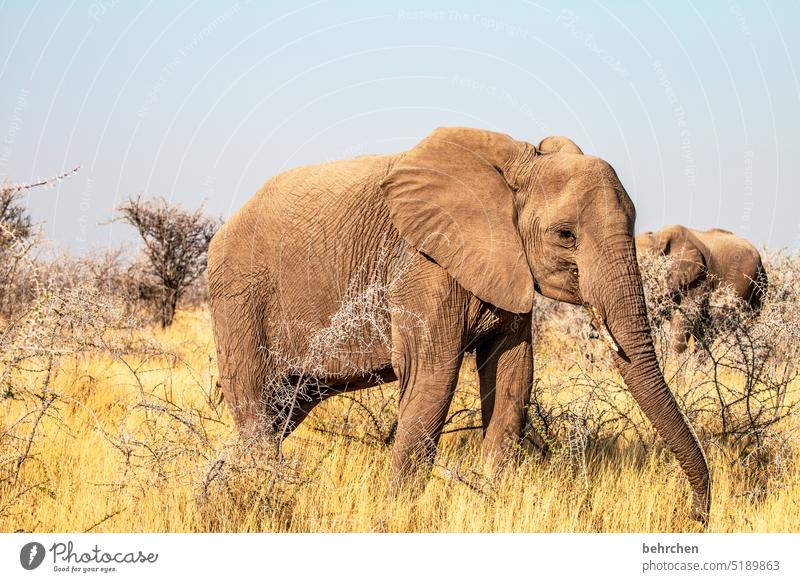 trunks Love of animals Animal portrait Bushes Animal protection aridity Savannah Grass Impressive especially Sky Landscape Vacation & Travel Nature Freedom