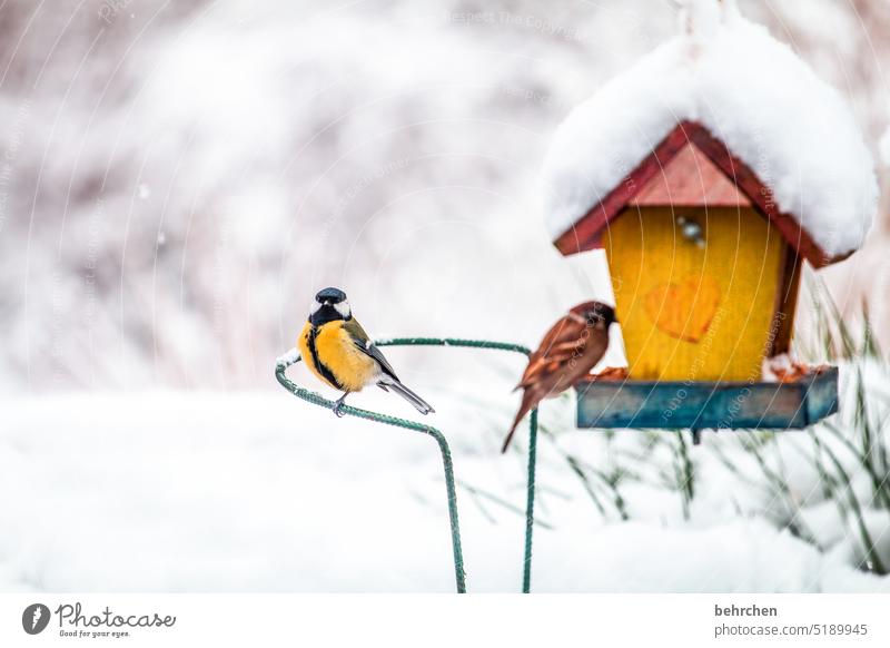winter birds Wintertime Winter Silence Winter's day Winter mood Gorgeous blow snow Snowfall Cold Snowflake Animal protection Tit mouse Feed Animal portrait