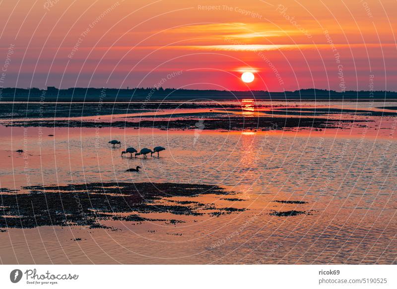 Sunrise in the Wadden Sea on the island of Amrum watt Mud flats Tideway northern village Schleswig-Holstein Island coast Slick Sand North Frisian Island