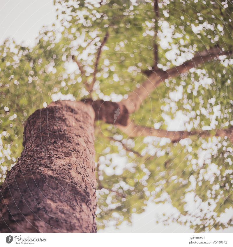 TREE Plant Tree Natural Brown Green Nature Environment Strong Above Tree trunk Treetop Analog Square Exterior shot Blur Sustainability Tree bark