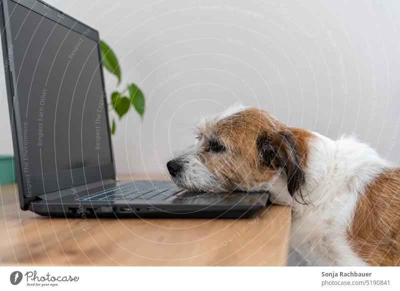 A dog sleeps on the keyboard of a laptop computer Dog Pet Animal Sleep tired Stress Humor Lifestyle Rest Funny Small Desk Resting Cute Terrier sleepy
