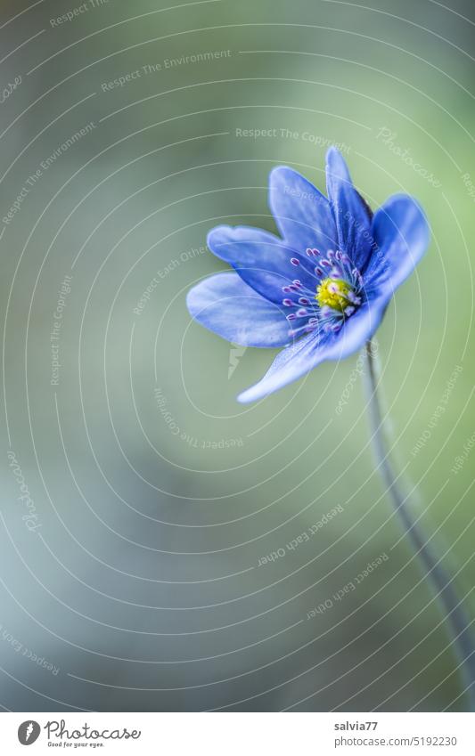 Little flower, so delicate and fine, stands all alone Hepatica nobilis Spring Flower Plant Nature Blossom Close-up Colour photo Shallow depth of field pretty