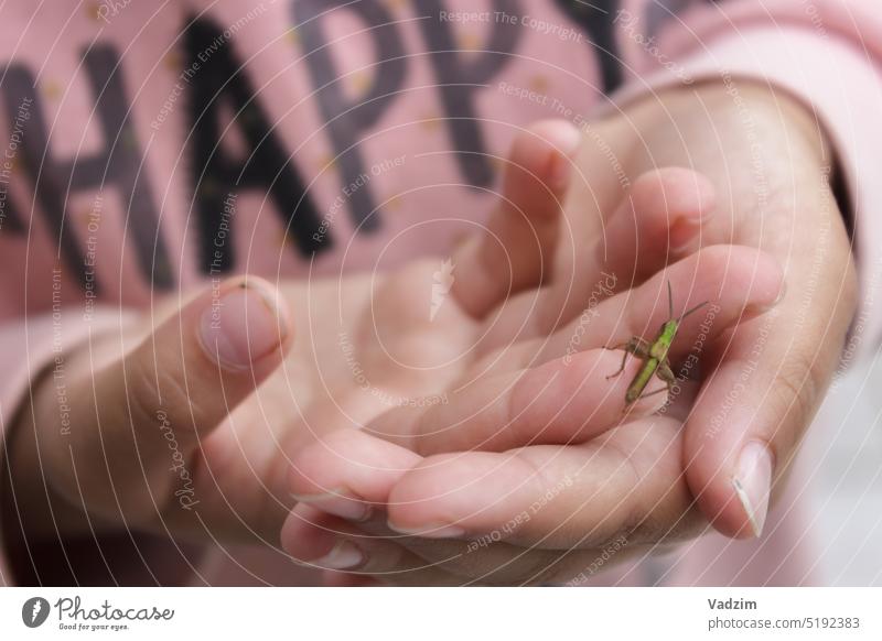A green grasshopper in children's hands is photographed close-up on a light pink background with the inscription happy Tettigonia viridissima countryside