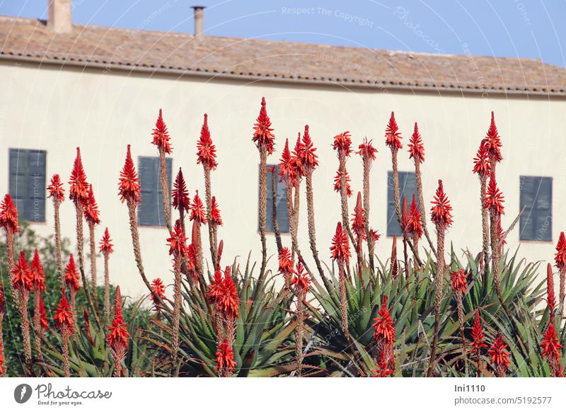 flowering aloe vera in a garden in Mallorca Plant medicinal plant varieties Mediterranean Majorca Building shutters Roofing tile chimneys leaves meaty thorny