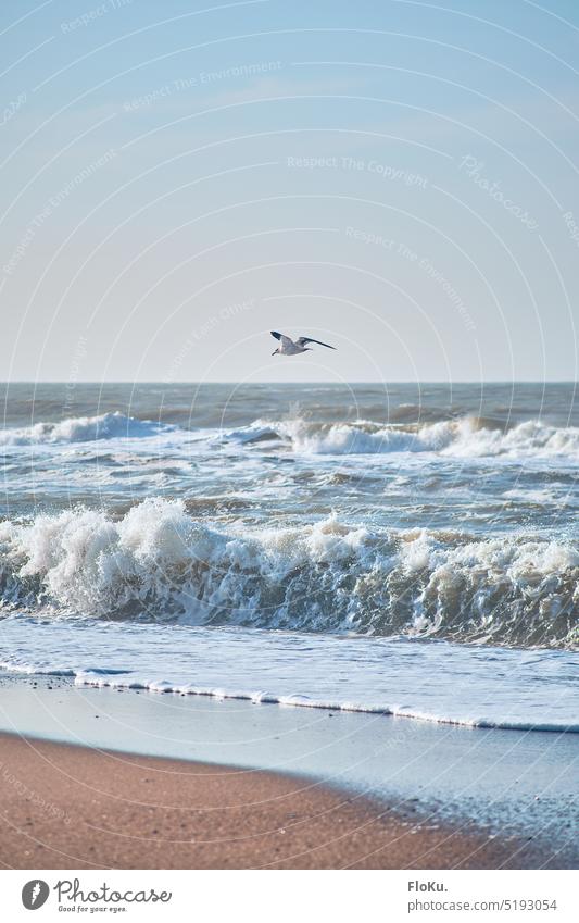 lonely seagull over surf Seagull North Sea Surf North Sea coast wave Ocean ocean Bird Flying Beach White crest Waves Nature Water Sky Vacation & Travel