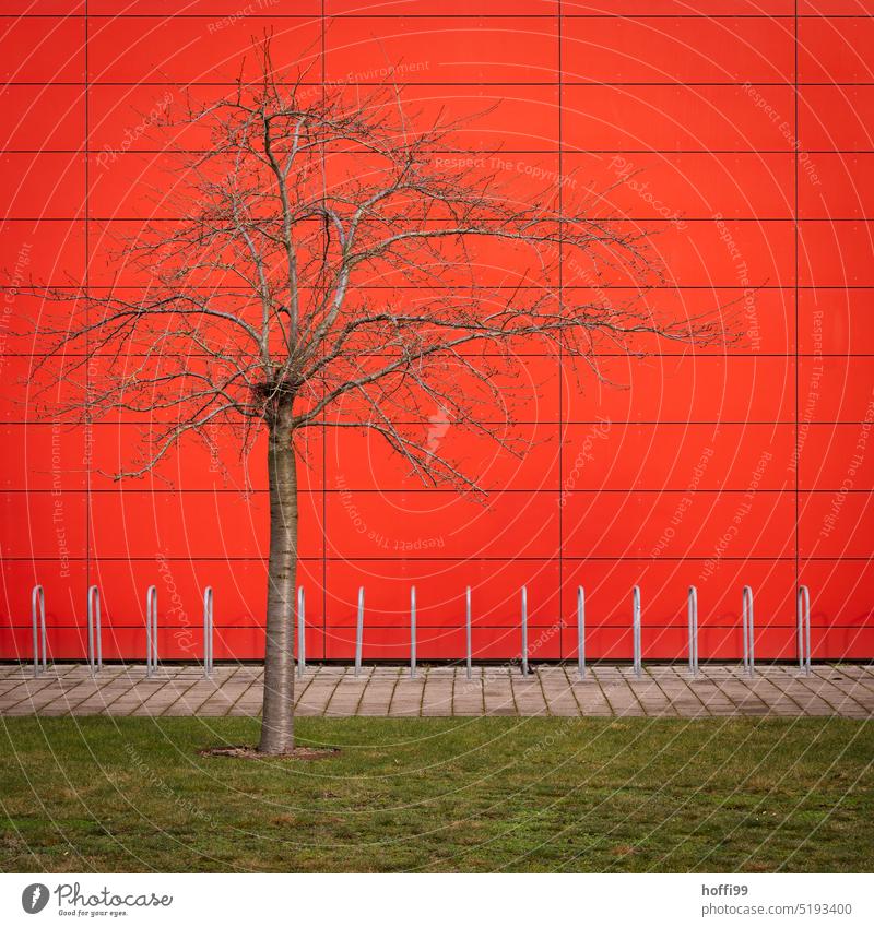 bare tree on green lawn in front of empty bike racks and bright red wall Red Bleak Lawn bicycle stand Facade Tree Wall (building) Structures and shapes Gloomy