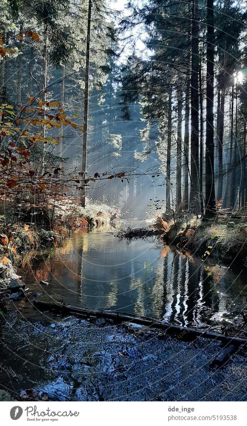 River in forest Forest Water Nature Landscape