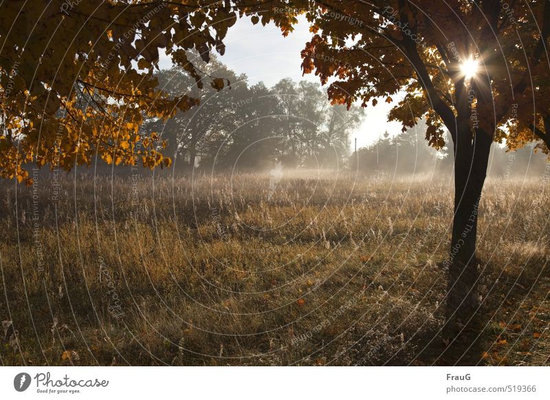October morning Nature Landscape Sun Autumn Fog Tree Grass Meadow Deserted Brown Yellow Calm Morning Haze Autumnal colours Beautiful weather Colour photo