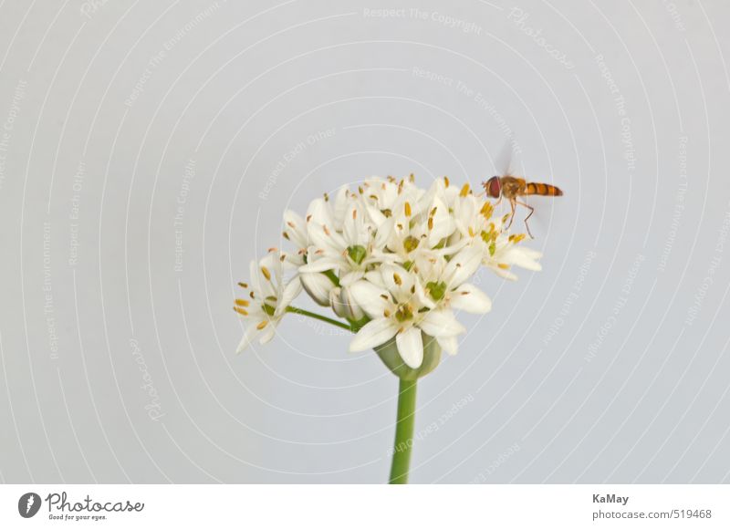 Hoverfly on leek blossom Nature Plant Animal Air Flower Blossom Garlic Wild animal Insect Hover fly 1 Blossoming Flying Free Bright Natural Yellow Gold Green