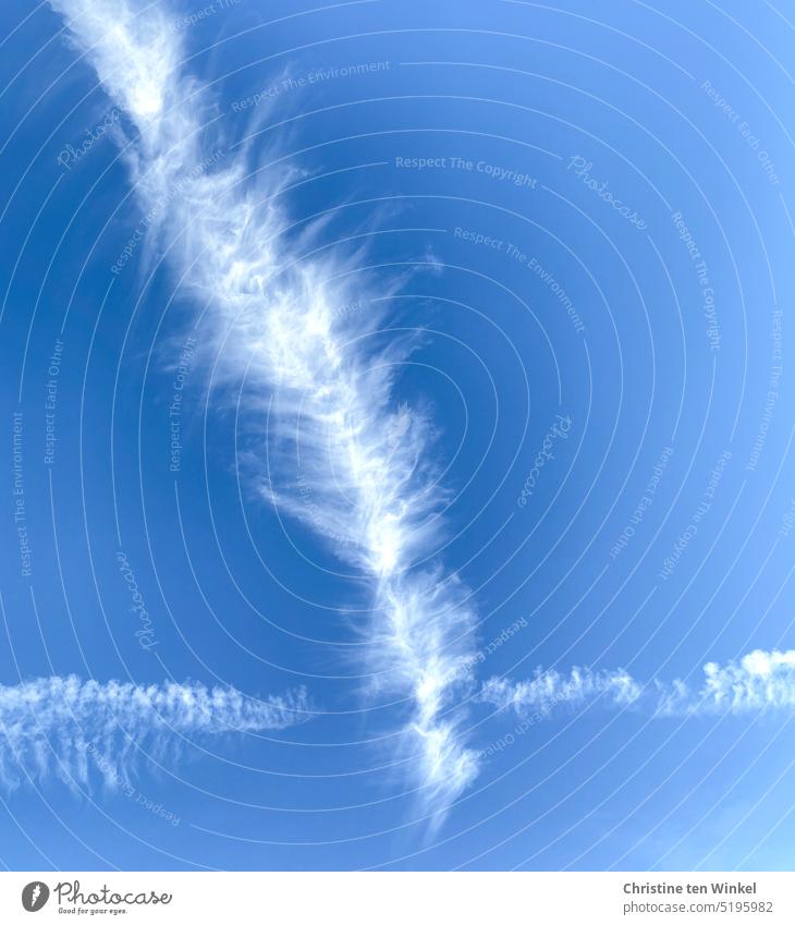 feather cloud Spring Cloud Sky Weather Beautiful weather Feathered Exceptional White Blue Blue sky Delicate Environment Nature Cirrus cloud Colour photo Summer