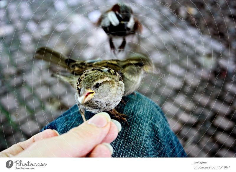 A sparrow on a leg... Sparrow Bird Human being Hand Feed Feeding Trust Smooth Caresses Be confident