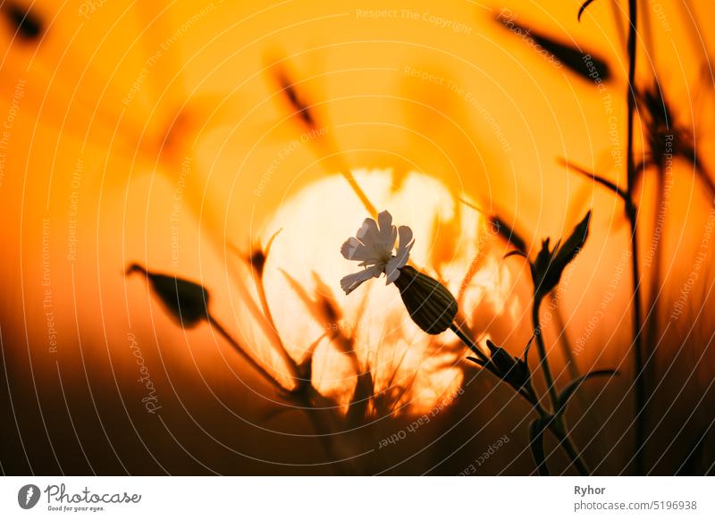 Summer Sun Shining Through Wild Flower. Sunset Sunrise Sun. Close up flower sun sunset sunrise wild backlight beautiful black bright close up dark dawn evening