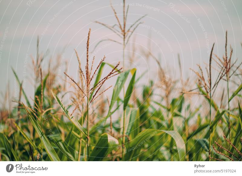 Rural Landscape Maize Field With Corn Sprouts. Young Green Cornfield Plantation. Agricultural Crop. maize corn plant agriculture autumn beautiful close up