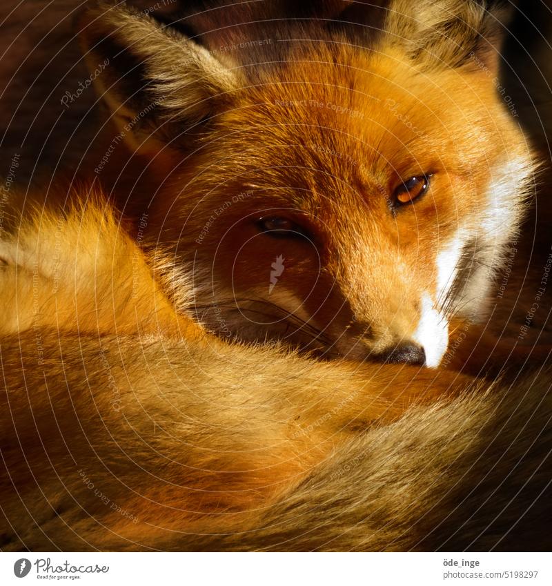 Red Fox Face Wallpaper