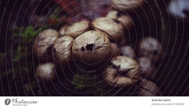 Accumulation of bovists Puff-ball boviste Bovist Mushroom mushrooms mushroom group Dark Woodground forest mushroom forest mushrooms Forest plant Forest plants