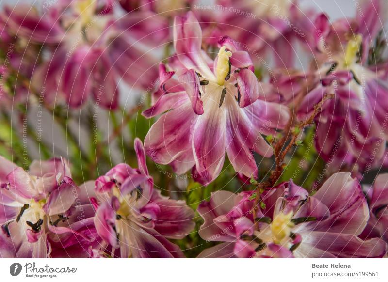 Everything has its time ... faded tulips show their pistils and stamens Summer Tulip blossom Faded over Lifetime change Flower Bouquet Plant red-purple