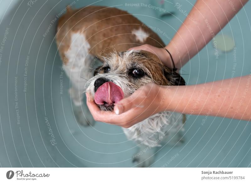 A small dog in a bathtub. Fur care. Dog Pet Animal Bathtub Wet Coat care Clean Cute Terrier Small Brown White owner Woman hands Wash Happy Funny Soap bathe