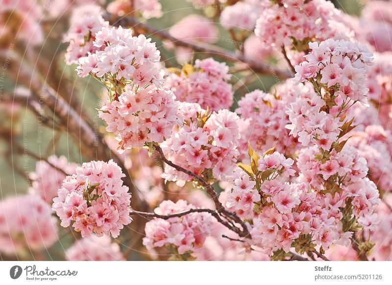 Cherry blossom in full splendor cherry blossom Ornamental cric spring blossoms spring feeling Spring flowering plant spring flowers spring bloomers splendour