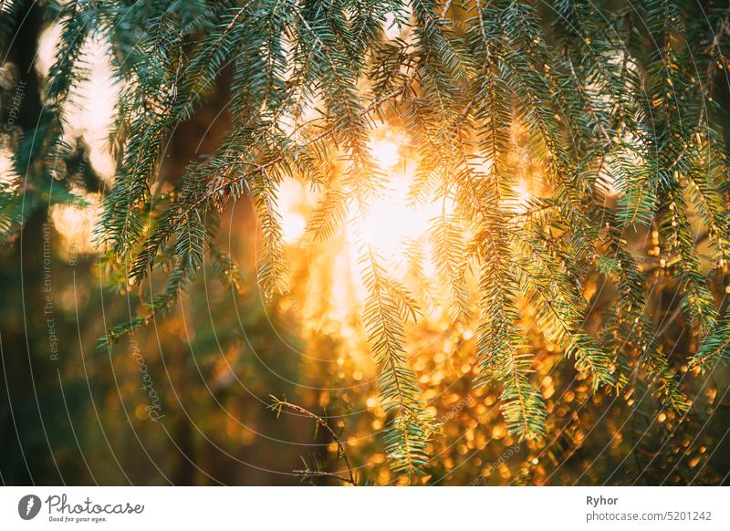 Beautiful Sunset Sunrise In Sunny Autumn Summer Pine Forest. Sunshine Through Woods. Close Up Of Pine Branches With Needles spruce sun sunlight sunrise sunset