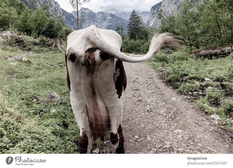 Cow from behind on a hiking trail at Röthbachfall, behind and between Königsee and Obersee. Bavarian landscape Behind Röthbach Falls King Lake Lake Obersee