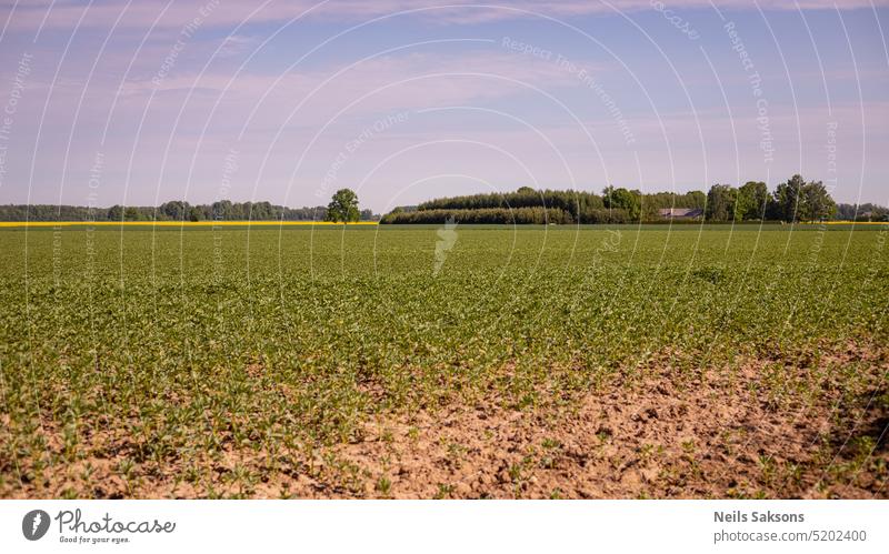 agricultural field, green crops, blue sky, wide field agriculture background countryside environment farm farming farmland food grass harvest landscape meadow