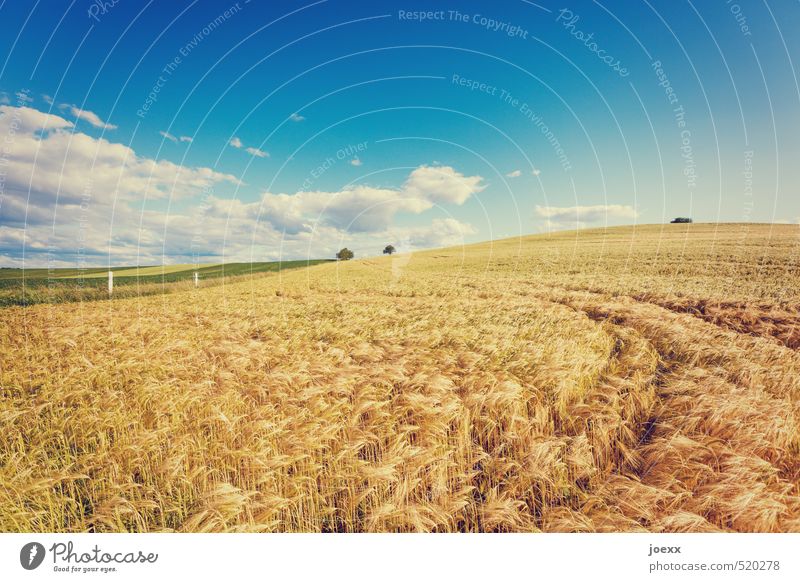 No bed Nature Landscape Sky Clouds Horizon Summer Beautiful weather Field Free Fresh Healthy Large Bright Dry Warmth Blue Brown Green White Cornfield