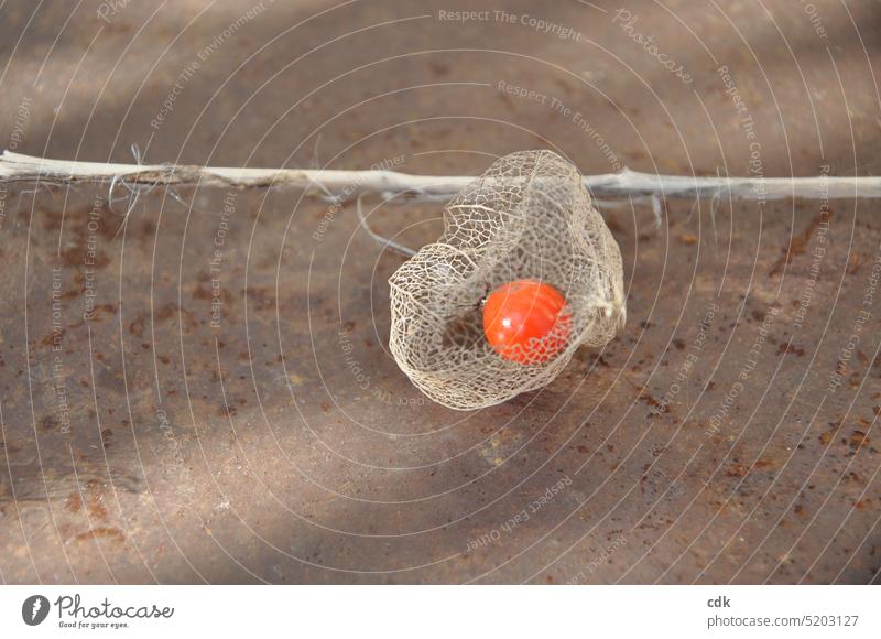 Delicate remnant | the fruit of the lampion flower at the end of winter. Chinese lantern flower Physalis Plant Transience Garden Exterior shot Autumn Orange