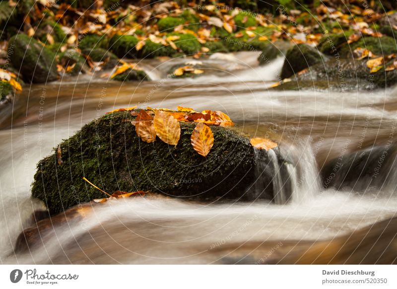 Smooth transition Nature Plant Animal Water Autumn Winter Beautiful weather Leaf Waves Coast River bank Waterfall Brown Yellow Orange Black White Autumn leaves