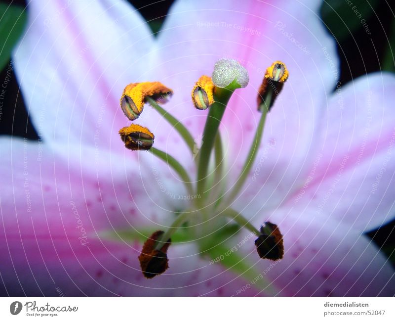 Flower - Lily Pink Delicate Detail Pistil Close-up Pollen
