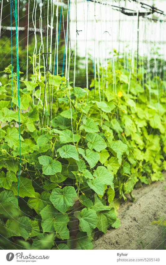 Bed With Cucumbers In Vegetable Garden On Summer Day vegetable plantation outdoor grow light vegetable garden nature horticulture organic line food-plants