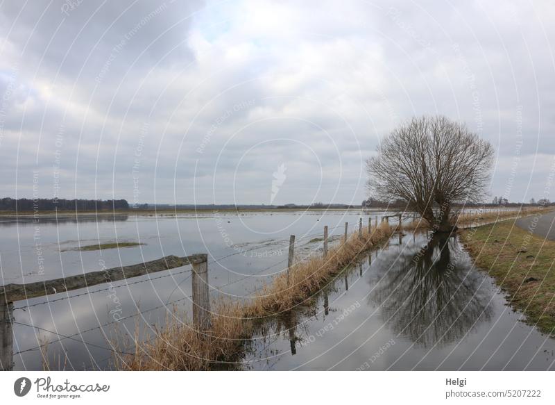 flooded bog meadows with fence, tree and reflection under cloudy sky Water Deluge Meadow Ochsenmoor Tree Fence Spring renaturation Rewetting Nature Landscape