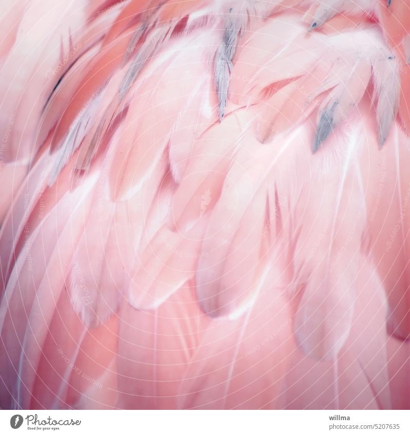 Pink plumage feathered - a Royalty Free Stock Photo from Photocase