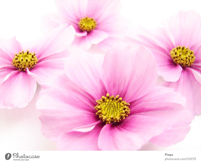 Four pink cosmea flowers Colour photo Interior shot Close-up Neutral Background pretty Harmonious Summer Garden Nature Plant Flower Blossom Decoration