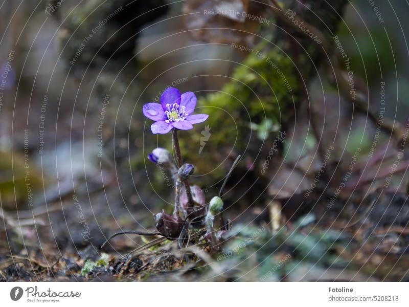 A liverwort stands lonely on dreary ground shaken by winter. It shines in the most beautiful purple, decorated with a drop of clear water on a petal.