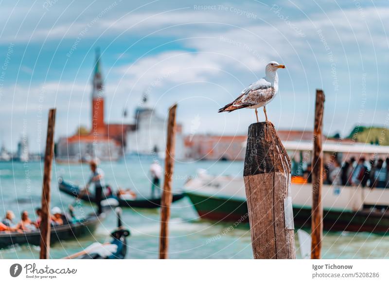 Venice, Italy. Seagull on pole against blurred panorama view of Chiesa di San Giorgio Maggiore or San Giorgio Maggiore island. venice city bell-tower seagull