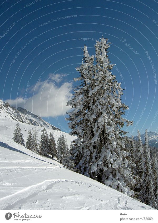 fresh snow Tree Snow Mountain Blue sky
