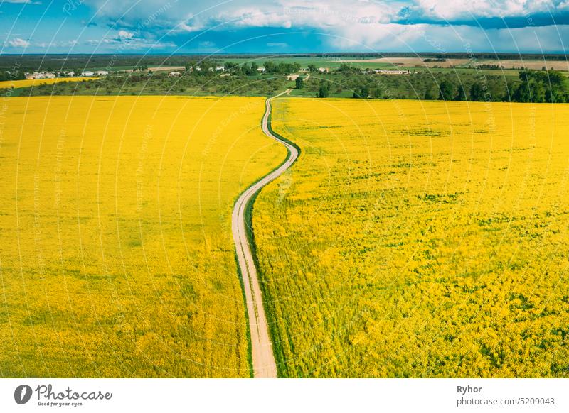 Aerial View Of Agricultural Landscape With Flowering Blooming Rapeseed, Oilseed In Field In Spring Season. Blossom Of Canola Yellow Flowers. Beautiful Rural Country Road