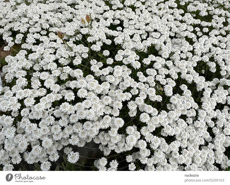 Bitter ribbon flower, Iberis amara bitterness Ribbon Flower white blossoms White medicinal plant Medicinal herbs medicinal herb medicinal garden plant