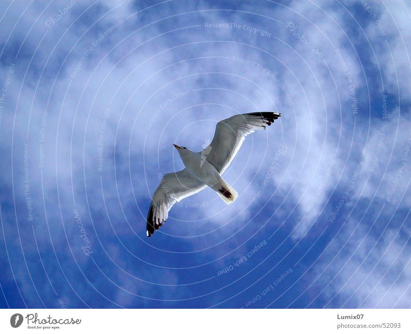 seagull Seagull White Ocean Bird Animal Clouds Air Infinity Nature Peace Sky Blue Freedom Wing Flying Black-headed gull  wings fly boundless