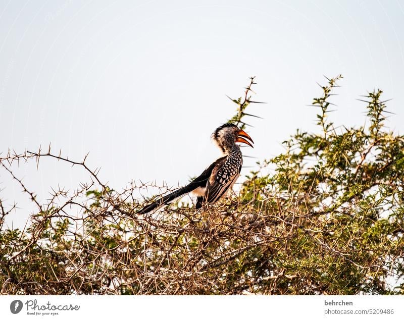 Animal yellow-billed hornbill Impressive Hornbills toko Beak Bird Wild animal Exceptional Animal portrait Free Wilderness Namibia Safari Africa Love of animals