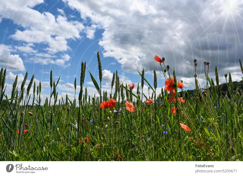 Field with cereals, poppies, cornflowers , blue sky and sun grass spring meadows nature summer meadow sunny sunlight day Meadow Background Papaver rhoeas Red