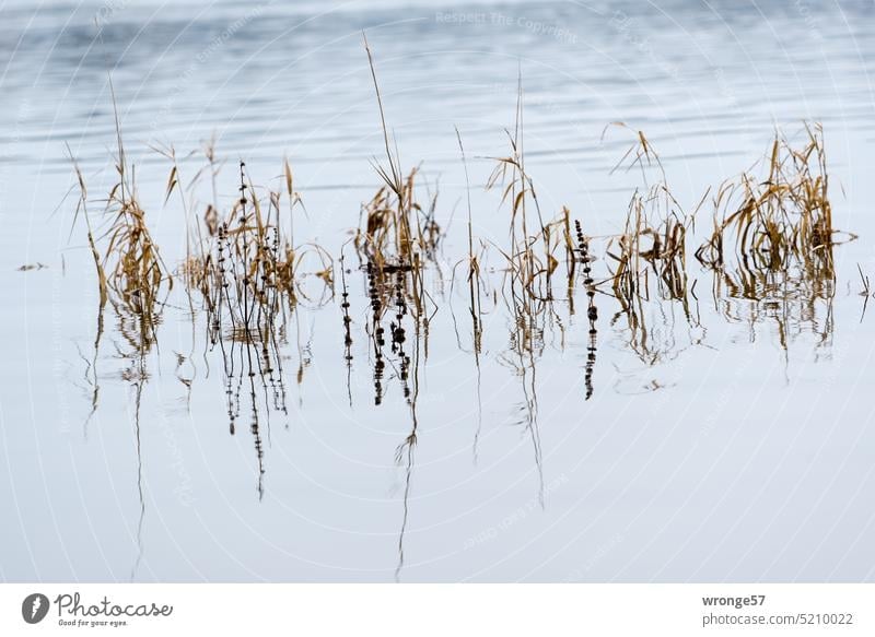 Plants standing in water are reflected on the water surface of a lake plants grasses Surface of water Lake reflection Water Reflection Nature Calm Exterior shot
