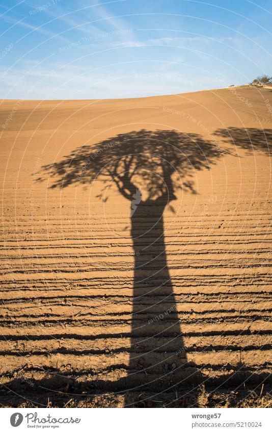 Shade of a tree on plowed Bördeacker Edge Bördeland acre Börde soil Plowed ploughed up ploughed field Autumn Blue sky Horizon Beautiful weather sunshine Shadow