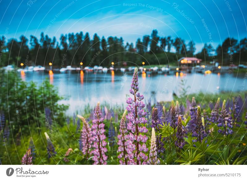 Wild Flowers Lupine In Summer Meadow Near Lake At Evening Night. Lupinus, Commonly Known As Lupin Or Lupine, Is A Genus Of Flowering Plants In The Legume Family, Fabaceae. Swedish Nature, Scandinavia