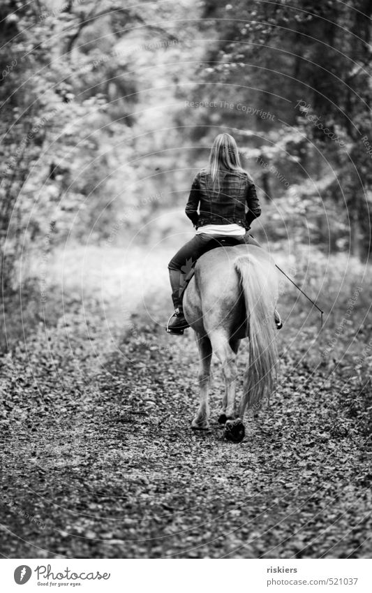 forays through the forest ii Ride Young woman Youth (Young adults) Woman Adults Life 1 Human being 18 - 30 years Autumn Beautiful weather Forest Pet Horse